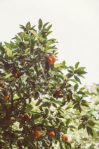 Orangen im Baum von Patrycja Polechonska