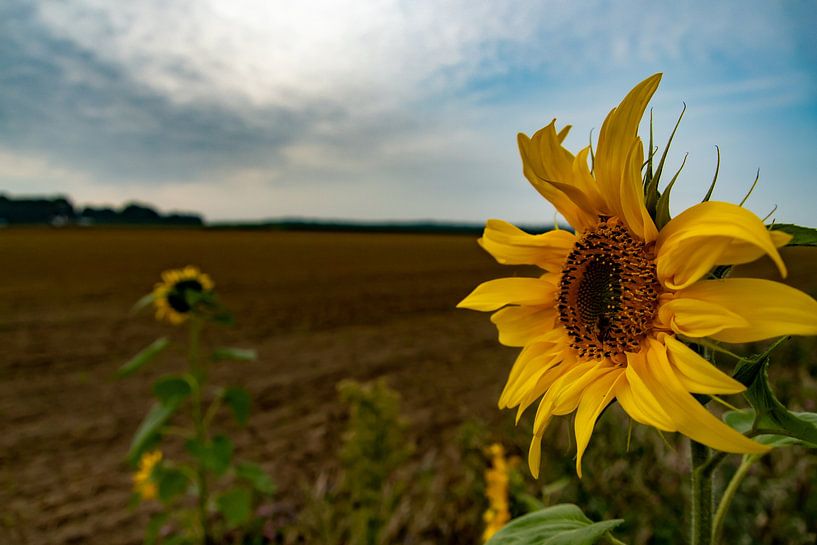 Sunflower in the wind by Michael van Eijk