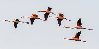 Flamants du Chili II