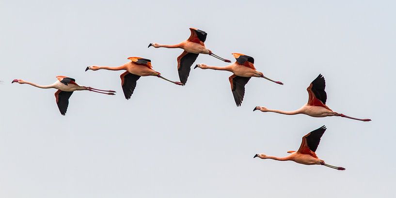 Chilenische Flamingos II von Michiel Leegerstee
