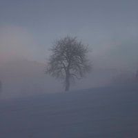 Tree winter