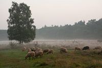 Heide landschap met schapen.