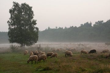 Heath landscape with sheep. by Tanja de Mooij