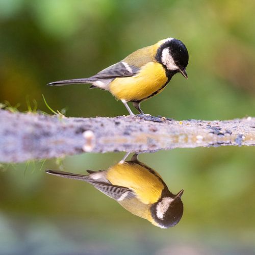 De blik van de koolmees van Alexander Tromp