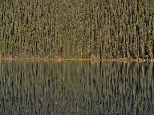 Spiegelwald