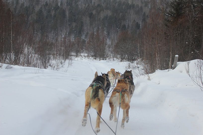 hondenslee rusland irkutsk siberie baikal lake par Shelly Van Gogh