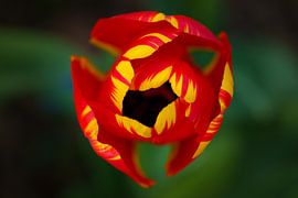 Tulip by Joachim Neumann