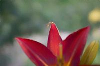 Vlieg op bloem