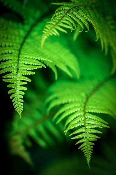 The magic of ferns by Dirk van Egmond