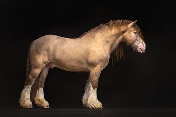 Irish Cob McDreamy | Paarden Fotografie | koudbloed van Laura Dijkslag