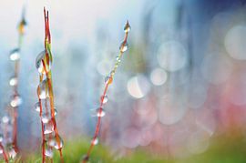 Makro - Moos von Angelique Brunas