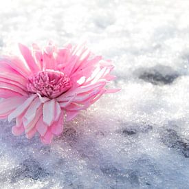 Blume auf vereisten Schnee von Saskia De West - Berk