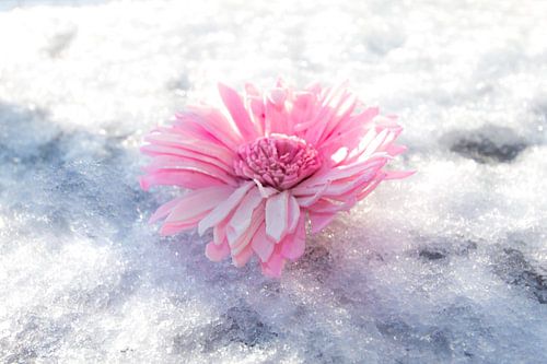 Bloem op ijs