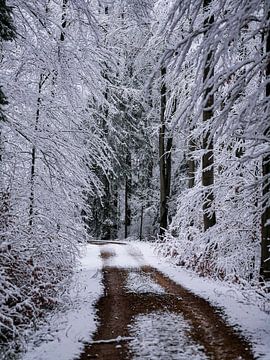 Winter forest by CapturedbyPaul