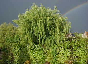 tree with rainbow van Jolien Bovyn