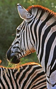 Zebra von Manuel Schulz
