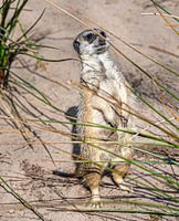 Un suricate debout adopte une posture d'alerte pendant la veille