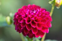 Dahlia à pompon violet