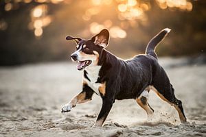 Entelbucher hond spelend in het zand van Lotte van Alderen