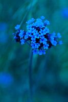 little blue