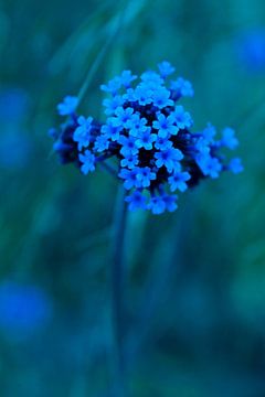 little blue