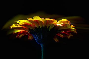 Gerbera von Dick Jeukens