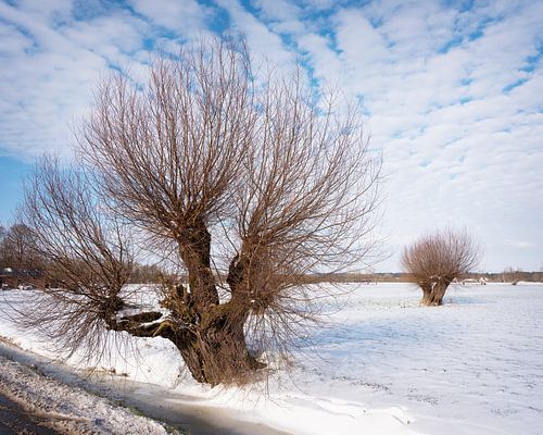 wilgen in het ijs op de uiterwaarden van de rijn