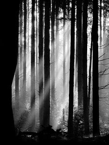 Les harpes du soleil dans la forêt de Speulder