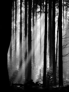Sun harps in the Speulder forest by Eddy Westdijk