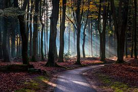 Speulderbos - 17 by Nuance Beeld