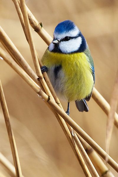 Blaumeise von Peter Deschepper