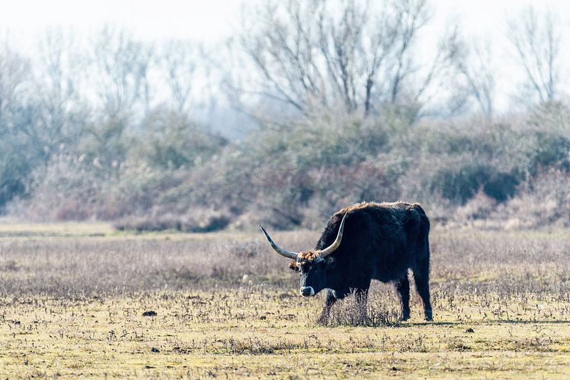 The Heckrund while grazing on Hellegatsplaat by Rob Smit
