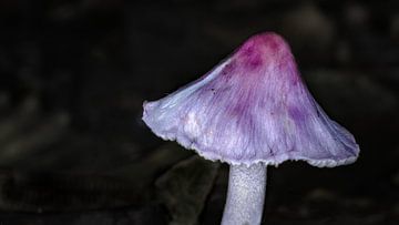 Seidige Risspilz in Braun