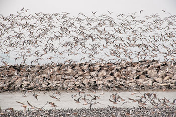 Zwerm vogels aan de kust van Peru - natuur in beweging