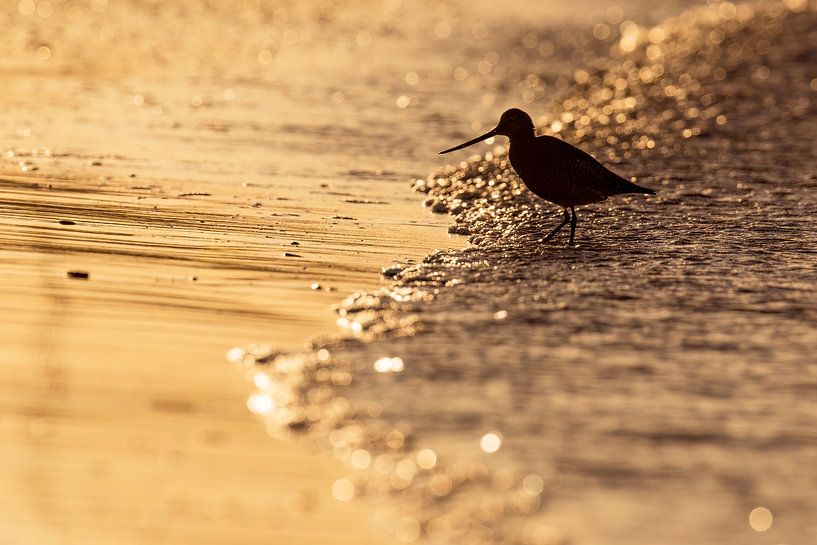 Pfuhlschnepfe am goldenen Strand von Daniela Beyer