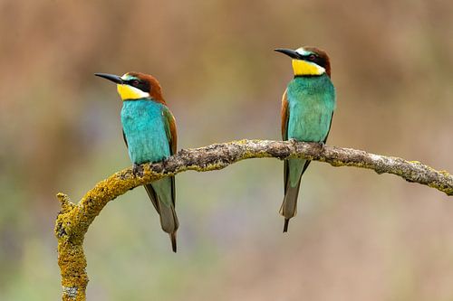 Deux guêpiers "hard to get"