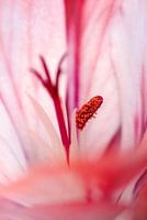 Not behind the geraniums