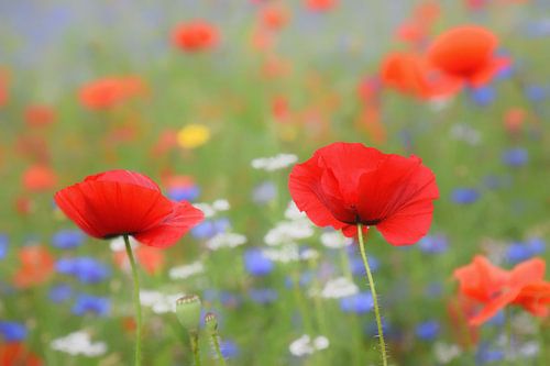 flower field of poppies and cornflowers
