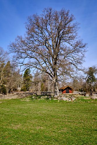 zweeds landschap met rood huis in  de achtergrondwn