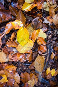 Feuilles d'automne dans la forêt