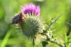 Nature sur Fred Knip
