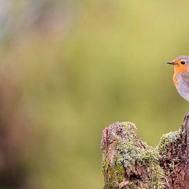 Robin, Erithacus Rubelica sur Babs Boelens