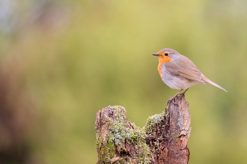 Robin, Erithacus Rubelica by Babs Boelens