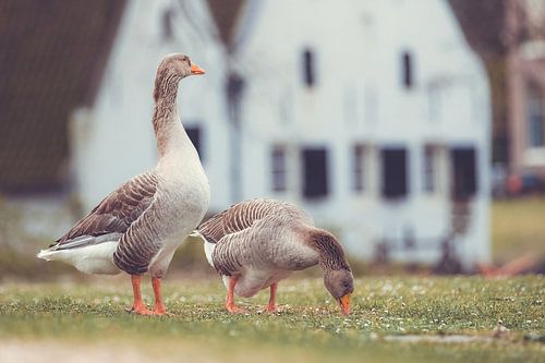 Park Sonsbeek part 22