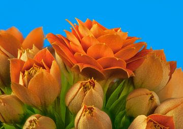 Orange Kalanchoe flower by ManfredFotos