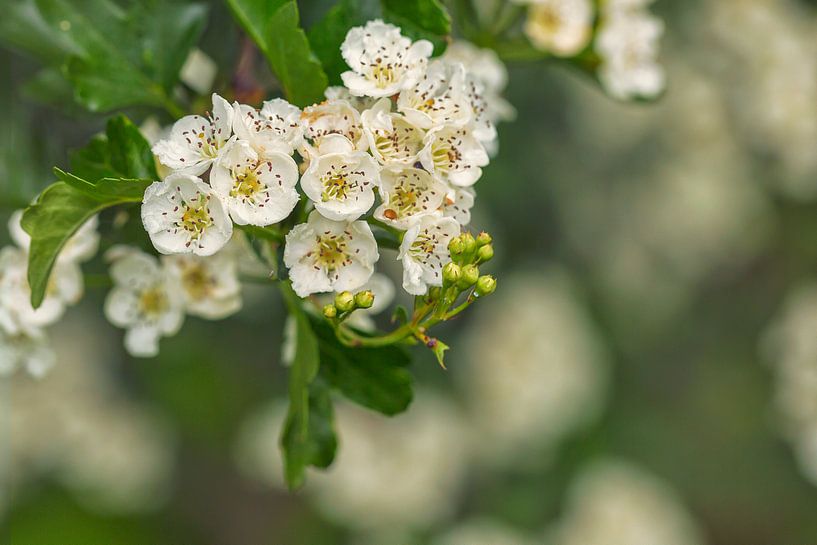 Hawthorn by Carola Schellekens