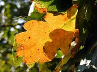 Herfstblad. Autumn leaf.