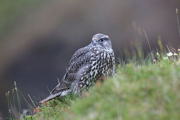 Jonge valk (Falco rusticolus) IJsland van Frank Fichtmüller