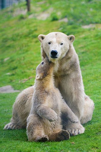 Jonge ijsbeer bij haar moeder