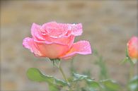 Rose with raindrops van ArtelierGerdah thumbnail